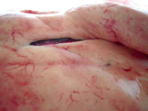 Japanify: Ankimo (Monkfish Liver)