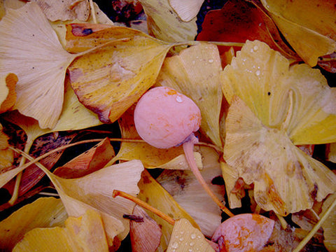 Japanify: Foraging for Ginnan (Ginkgo Nuts)