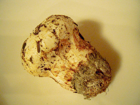 Japanify: Matsutake (Pine Mushrooms)