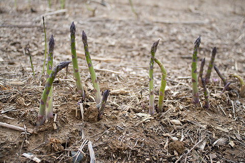 Culinography: Pick Your Own Asparagus!