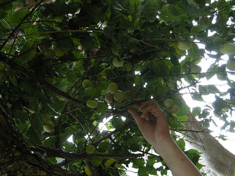 The Ume Project: Foraging