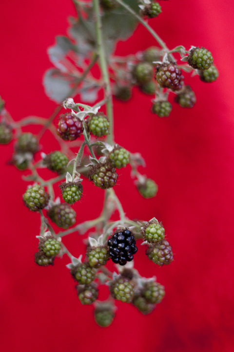 Culinography: Blackberry Season is Here!
