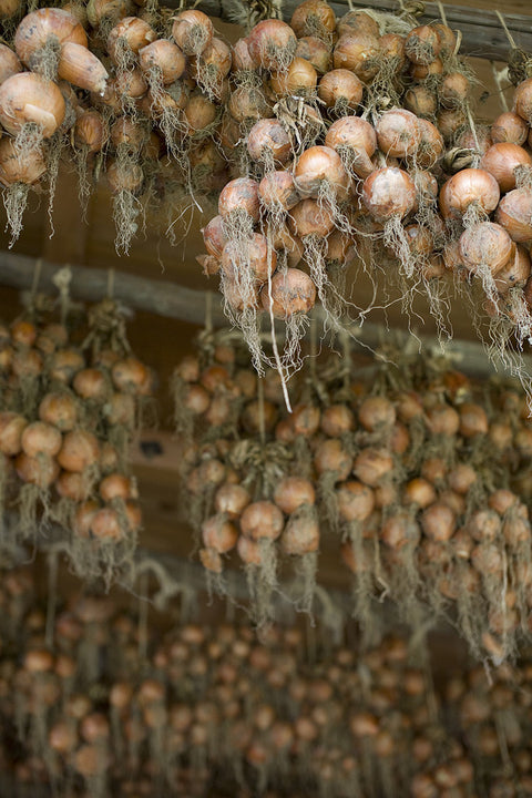 Hanging Onions