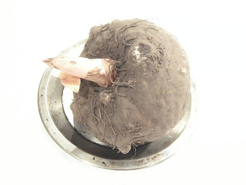 こんにゃく (Konnyaku)