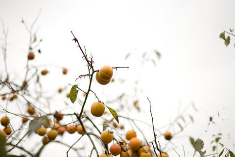 Persimmon Tree
