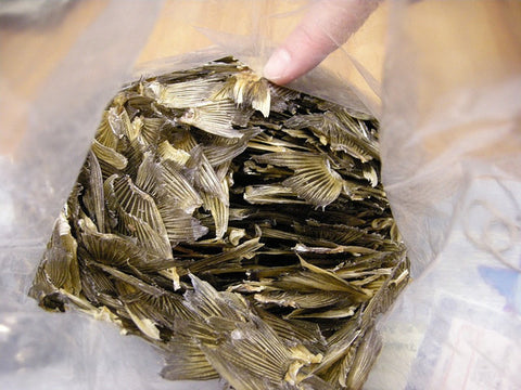 Fuguhire Zake (Hot Sake with Blowfish Tail)