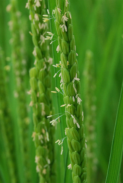 Rice + Water: The Annual Sake Tasting Next Tuesday (NYC)