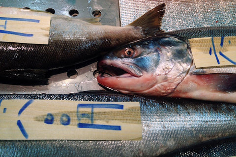 Postcard from Hokkaido: Autumn Salmon at Washo Ichiba, Kushiro