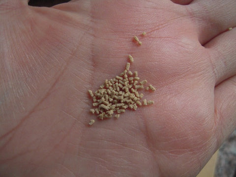 Lazyass Cookin': Dashinomoto (MSG Soba Tsuyu)