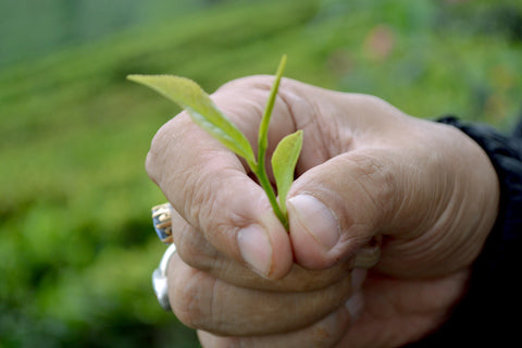 Darjeeling Discovery: Thurbo Tea Estate