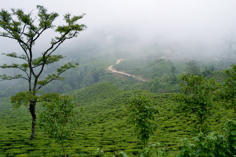 Darjeeling Discovery: Goomtee Tea Estate