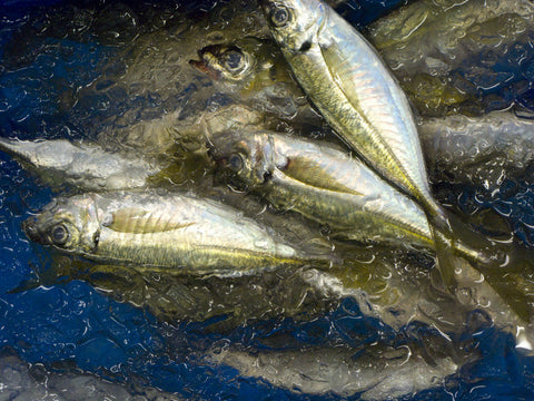 Hokutei Suisan Fish Market (Saitama)