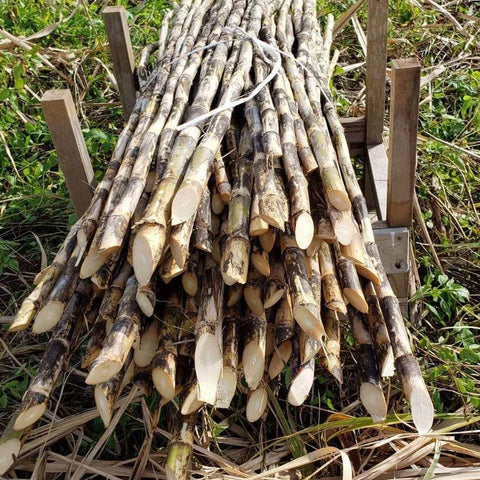 Shochu Gumi n.016: Tezukuri (September 2023)