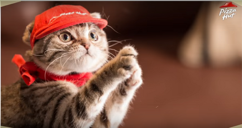 The Umami Reader: Japan's Pizza Hut Cats Are Back!