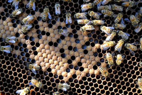 Umamiventure #33: Hive Tour with East Bay Urban Bees