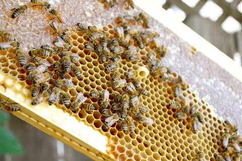 Hopkins Hive: Honey Extraction