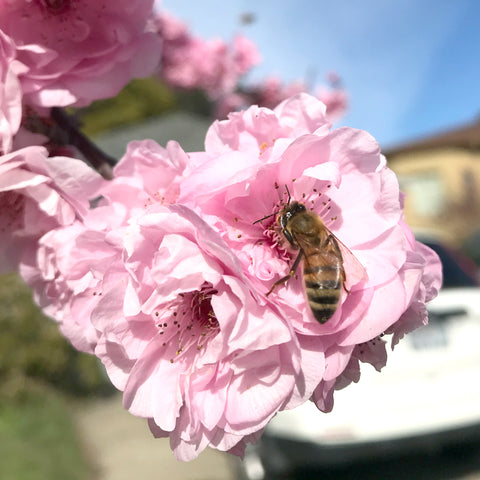Bees + Blooms: Honey and Flower Derived Sake Yeast (October 2024)