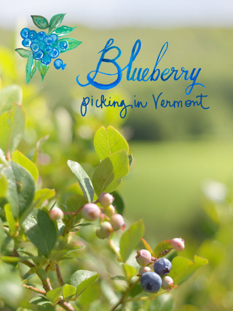 The Forest Feast: Blueberry-Picking in Vermont