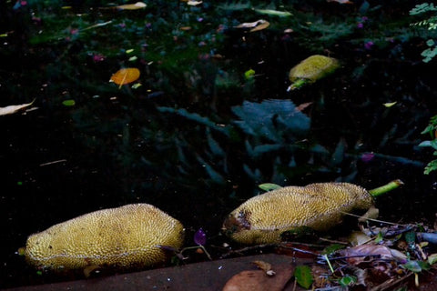 Postcard from Rio de Janeiro: Jackfruit