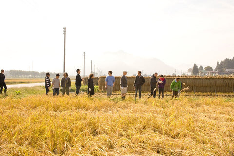 Rice Harvesting in Niigata