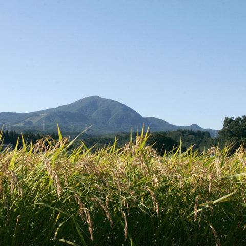 Magnificent Miyagi (October 2020)