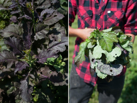 Umamiventure #35: Kitazawa Seed Talk @ Namu Farm (Sunol)