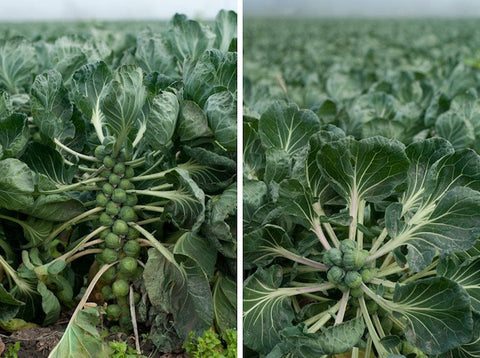 The Forest Feast: Roasted Brussels Sprouts