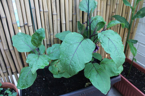 MOTOism: My Vegetable Garden