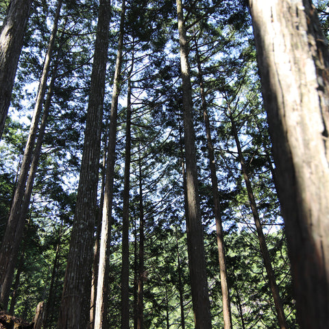 Choryo Yoshinosugi No Taru Sake (BTL 720ml)