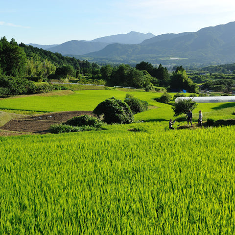 Meet the Maker: Taka Yamauchi of Huchu Homare Sake Brewery