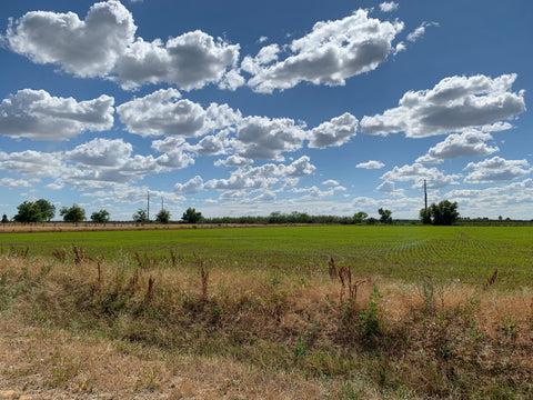 Luna Koshihikari Shinmai Organic Rice - 5lbs