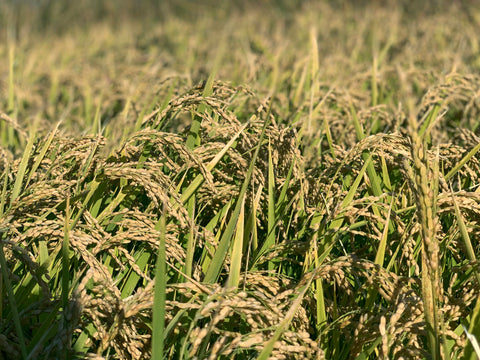 Luna Koshihikari Shinmai Organic Rice - 5lbs