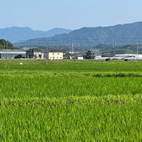 Meet the Brewer: Blending Vintages w. Matsuse Sake Brewery