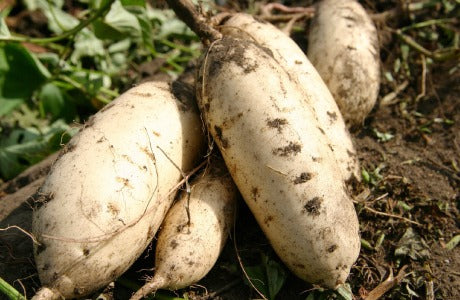 Don't Be Imo Three Pack