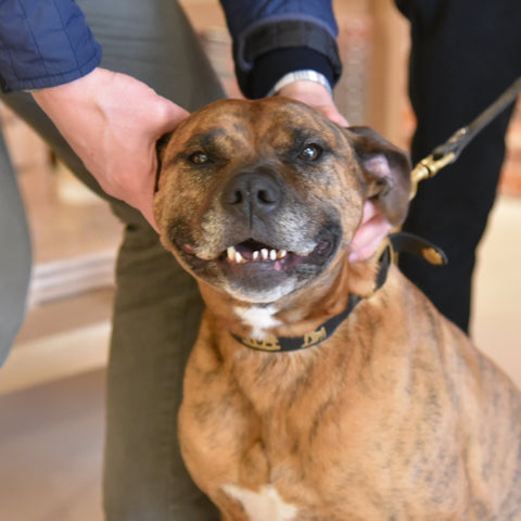 Hinamatsuri (Girl's Day) 2025