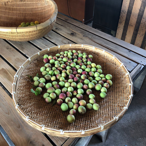 Water, Wood & Wild Things: Making Umeboshi w. Hannah Kirshner
